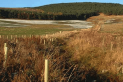 03 - Floodplain Woodland Planting - Tarland Bur, Scotland
