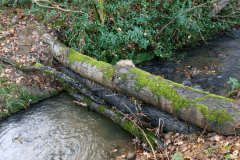 07 - Small Woody Debris Dam