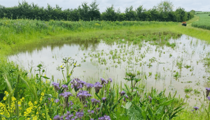 Image of a bund with an established grassy bank. There are purple and yellow wild flowers in the foreground. The water is shallow.