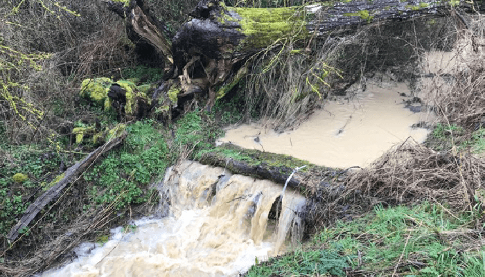 Image of a stream overflowing with a small log dam across it.