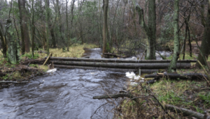Image of a large woody debris (LWD) dam put across the meeting point of two brooks. The dam is made of five or six very long logs stacked horizontally across the stream. It is slowing the rate of water into the two streams.